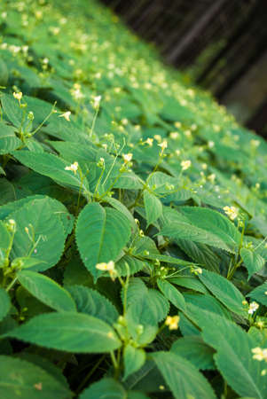 trees and green grass in  deep forestの写真素材