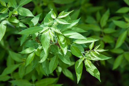 young leaves on a branch in sunlight
