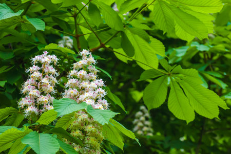 blossoming chestnut tree in spring, close upの写真素材
