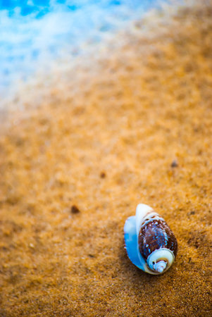 beautiful big seashell on the beach in cool shade