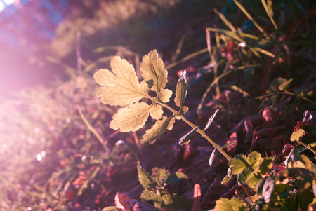 green sprout in autumn leaves in sunlight