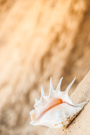 beautiful big seashell on the beach in cool shadeの写真素材