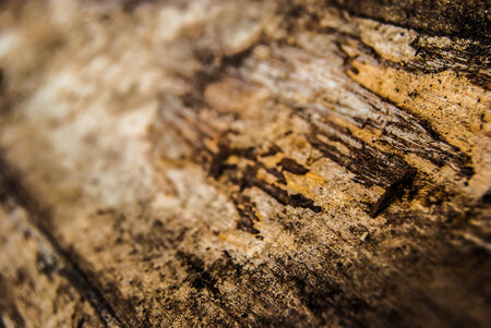 old tree damaged by bark beetle, macro, background textureの写真素材