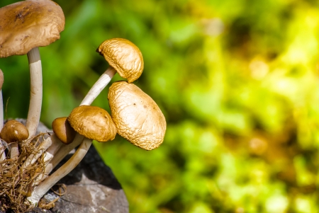 mushrooms on stump on a bright dayの写真素材