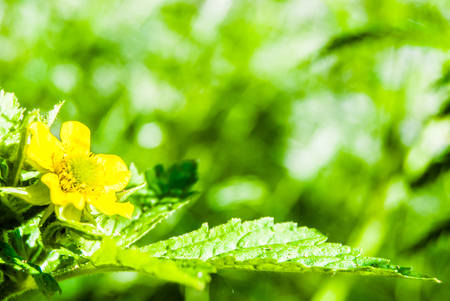 yellow flower in meadow with green leafの写真素材