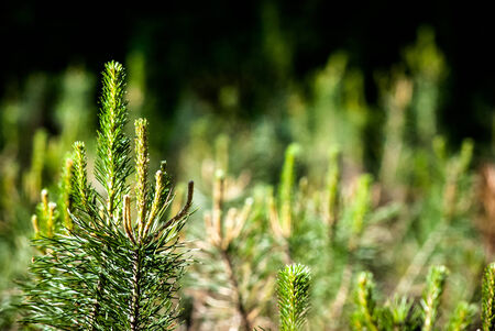 brightly lit green young pines in the forestの写真素材