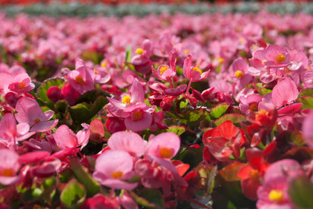 Tuberous begonias (Begonia x tuberhybrida) flowers on the streetの写真素材