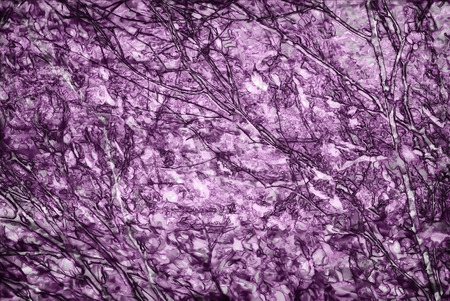 aristic background texture with plants and leavesの写真素材