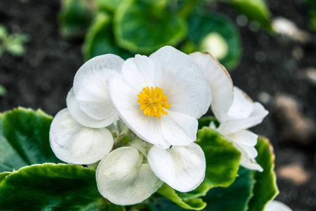 white flower in park, macroの写真素材