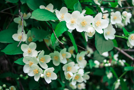 Jasmine flower and green leaves, close upの写真素材