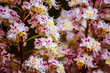blossoming chestnut tree in spring, close upの写真素材