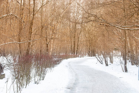 pathway in birch forest, winter landscape in russiaの写真素材