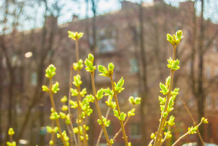 Green buds in springの写真素材