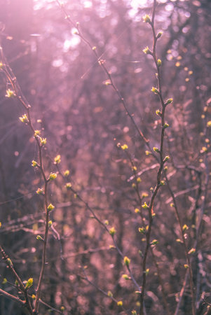 Green buds in spring with purple color castの写真素材