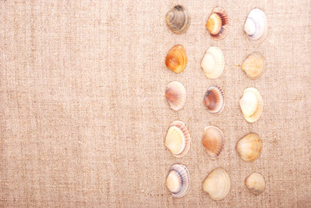 Seashells on the old textile. Textured background for nautical themes, sea travel, and vacation.
