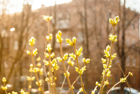 Green buds in springの写真素材
