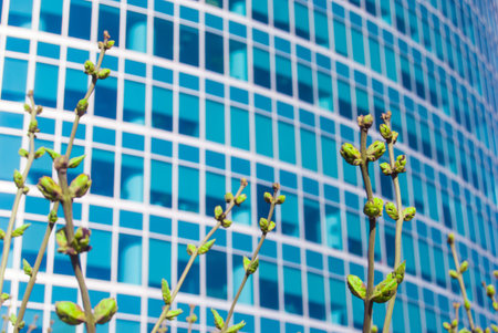 Vivid photo of green buds against office building in spring. Conceptual metaphor of innovation, startup and economic growth.の写真素材