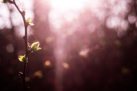 Green buds in spring with purple color cast