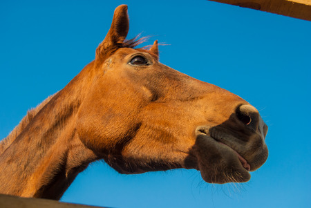 Horse in stable, close-upの写真素材