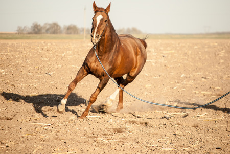Horse in countryside, close-upの写真素材