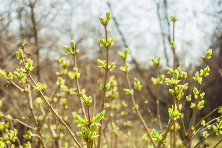 Green buds in spring