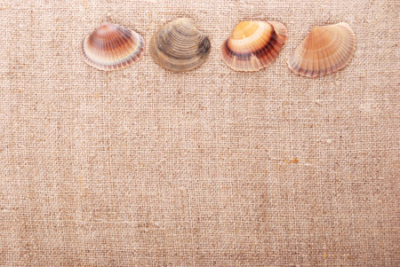 Seashells on the old textile. Textured background for nautical themes, sea travel, and vacation.の写真素材