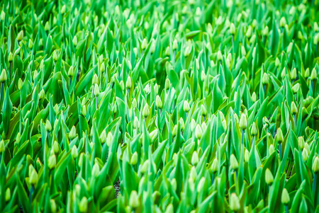 Young green tulip flowers outdoors in spring.の写真素材