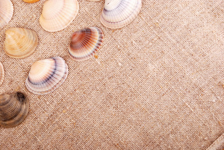 Seashells on the old textile. Textured background for nautical themes, sea travel, and vacation.