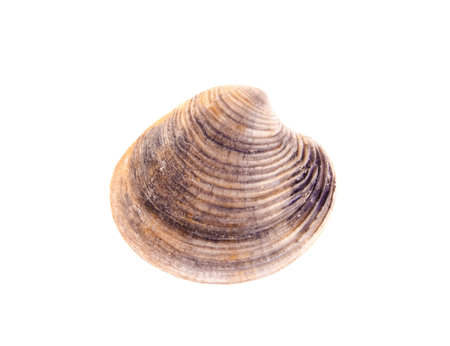 Seashells isolated on white