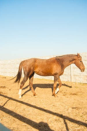 Horse in stable.の写真素材