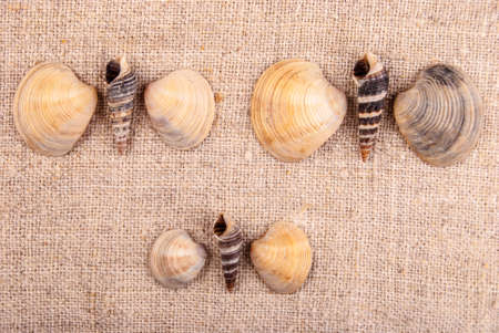 little seashells on rough textileの写真素材