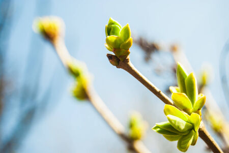 Green buds in springの写真素材