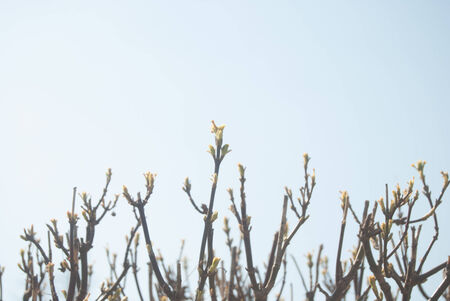 Green buds in springの写真素材