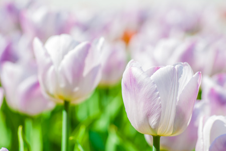 light lilac tulips outdoors in spring, macroの写真素材