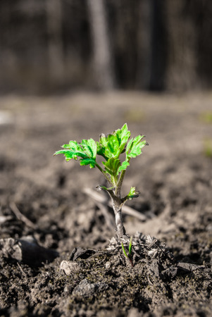 Green sprout outdoors.の写真素材
