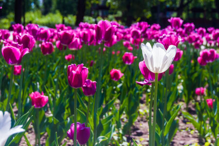 Purple tulips in sunny dayの写真素材