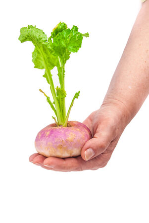Ripe turnip in female hand isolated on whiteの写真素材