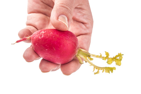 fresh radish in hands isolated on whiteの写真素材
