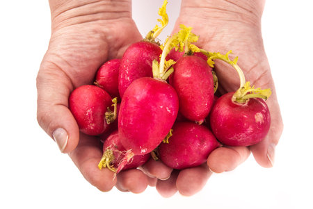 fresh radish in hands isolated on white