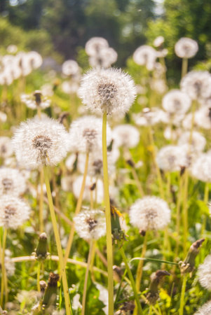 White dandelions on green meadow in spring, close upの写真素材