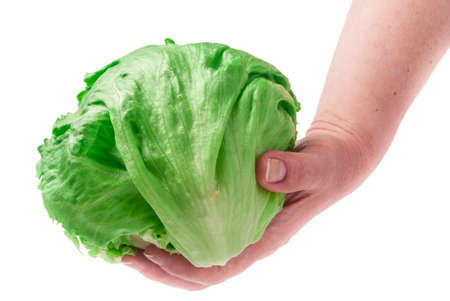 Young fresh green cabbage in hands on a white backgroundの写真素材