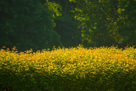 green bushes in sunlightの写真素材