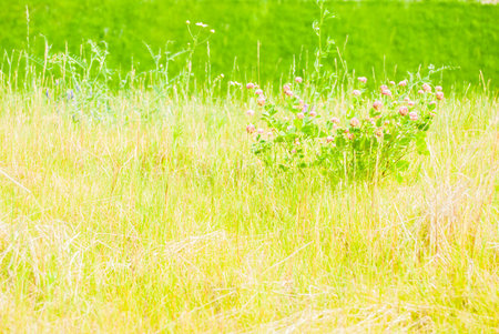Green grass near highway. Ecology background.の写真素材