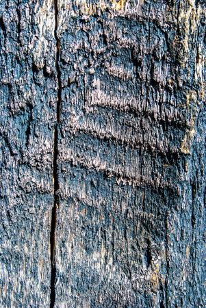 Tree trunk of ancient oak tree which is more than hundred years old