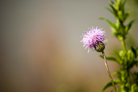 summer wildflowers under bright sunの写真素材