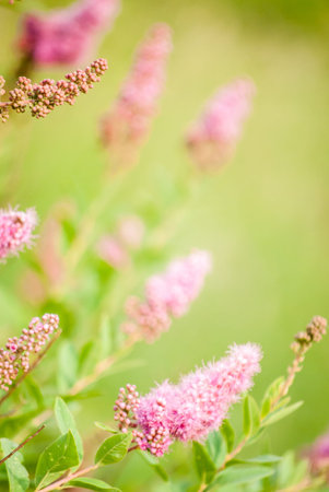 Beautiful purple flowers of Summer lilac (Buddleja davidii) in garden at sunsetの写真素材
