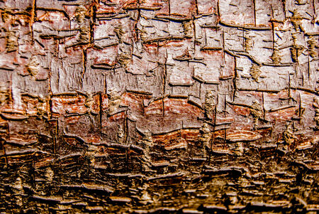 grungy tree textureの写真素材