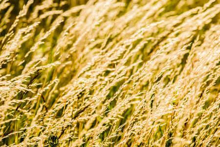 dried summer grass in fieldの写真素材