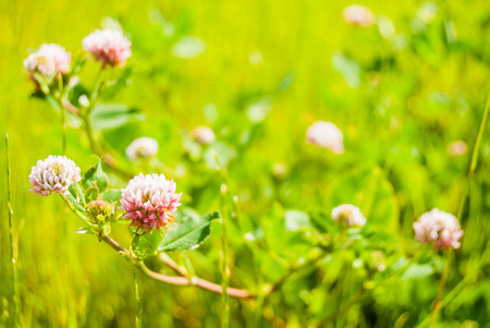 Red clover flower on summer green meadow.の写真素材