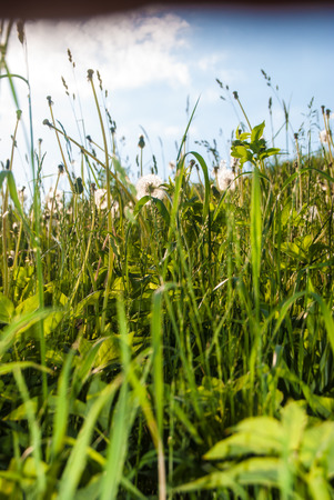 White dandelions on green meadow in springの写真素材